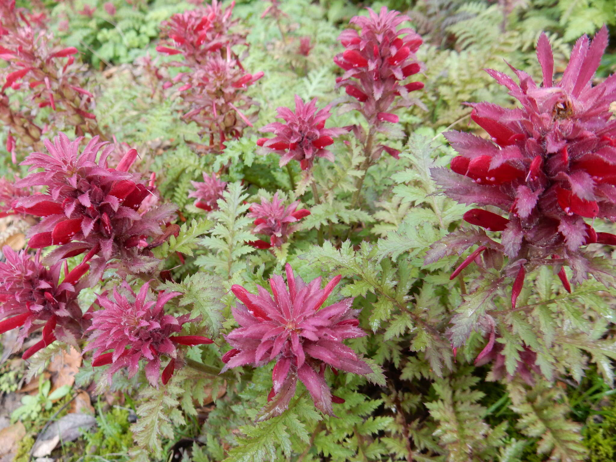 Слика од Pedicularis densiflora Benth.