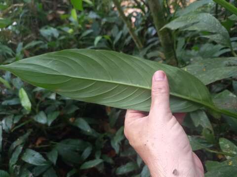 Sivun Philodendron oblongum (Vell.) Kunth kuva