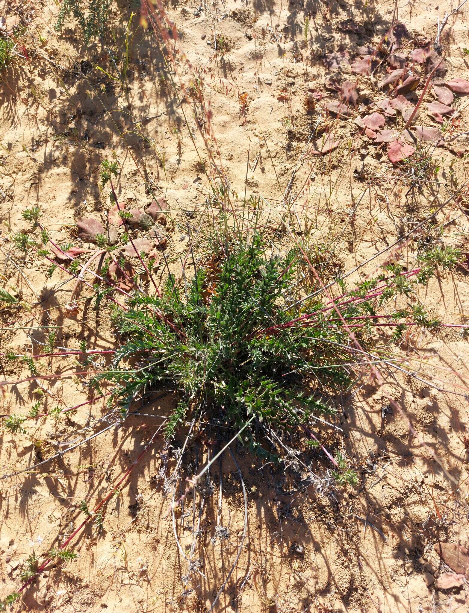 Image of Berkheya pinnatifida (Thunb.) Thell.