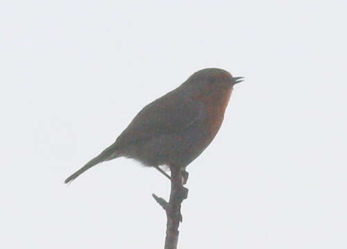 Image of Erithacus rubecula melophilus Hartert 1901