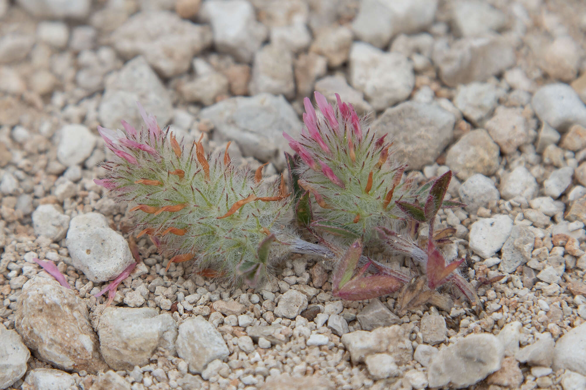 Image de Trifolium infamia-ponertii Greuter