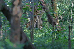 Image of Sri Lankan leopard