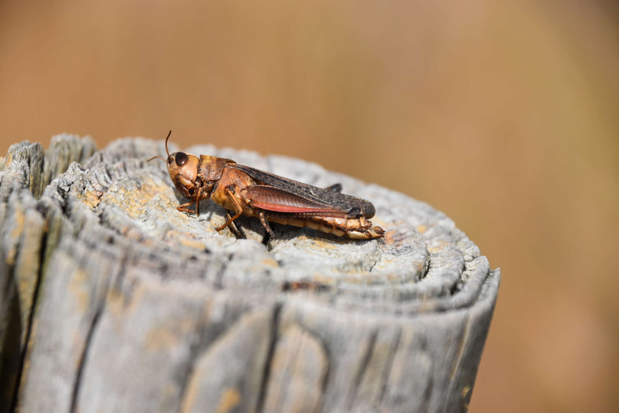 Image of Brown Winter Grasshopper