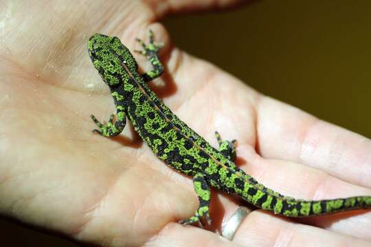 Triturus marmoratus (Latreille 1800) resmi