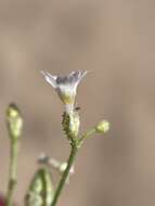 Image of Lott's gilia