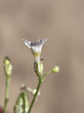 Image of Lott's gilia