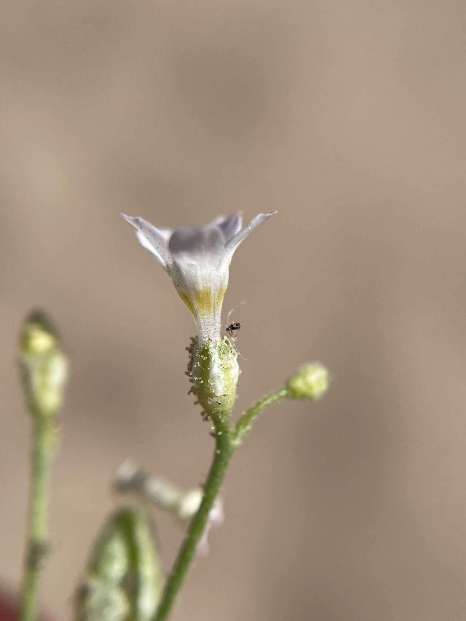 Image of Lott's gilia