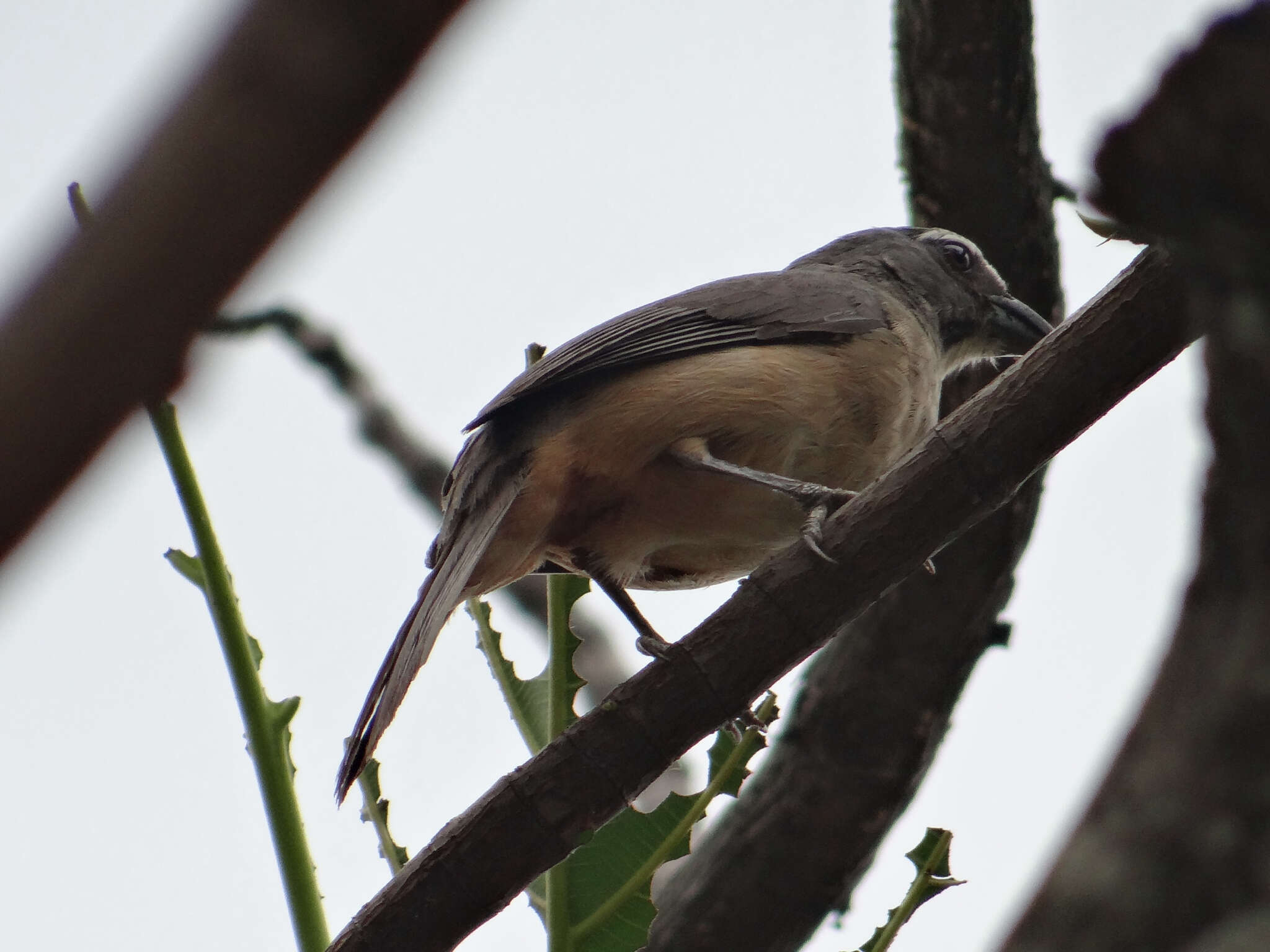 Image of Cinnamon-bellied Saltator