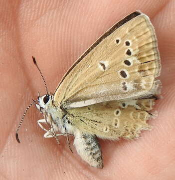 Image of Polyommatus daphnis