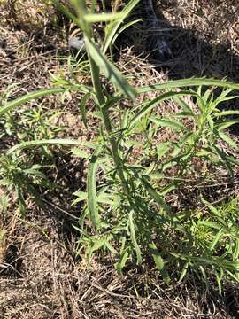 Image of Hooker's scratchdaisy