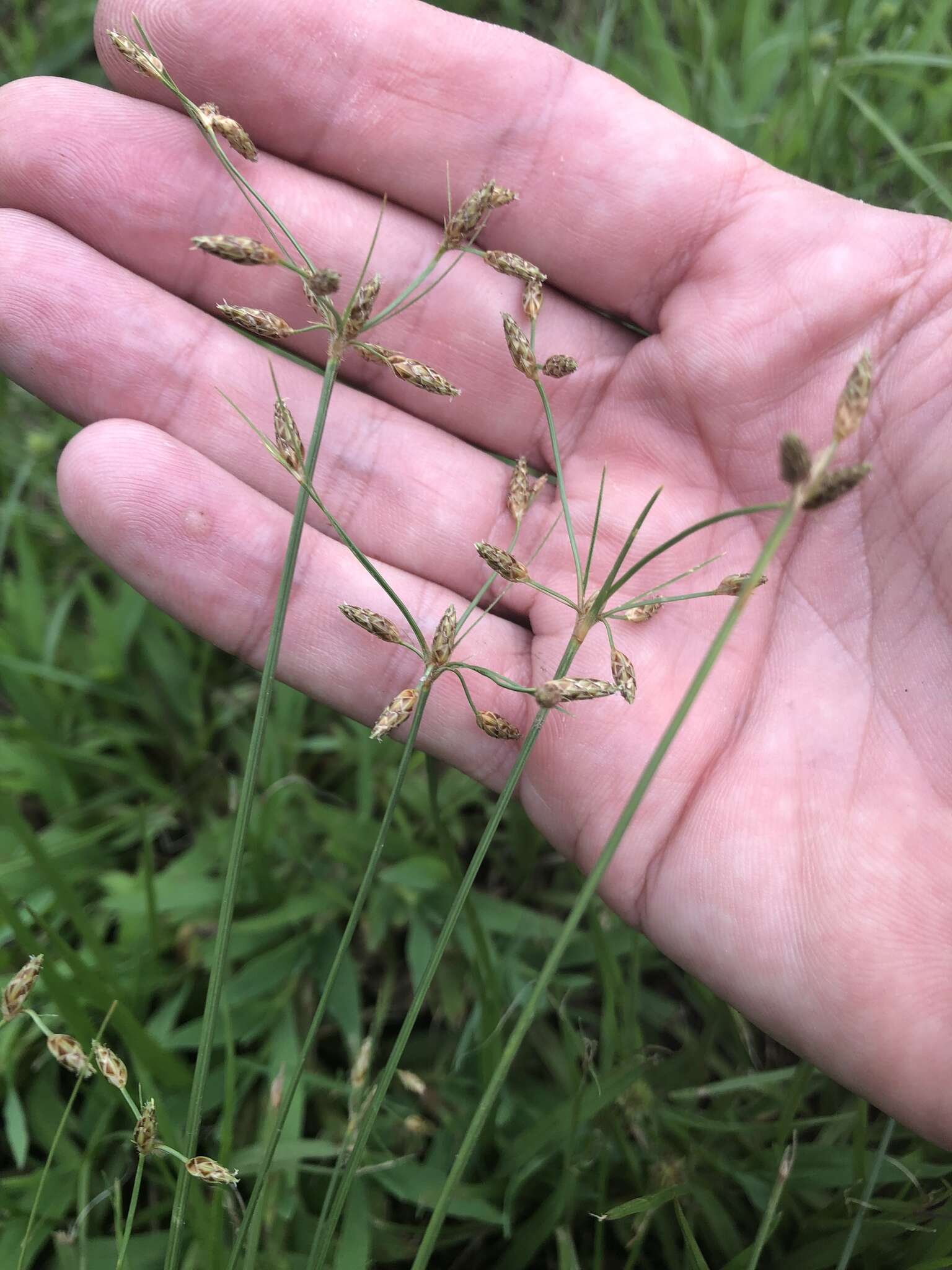 Imagem de Fimbristylis decipiens Kral