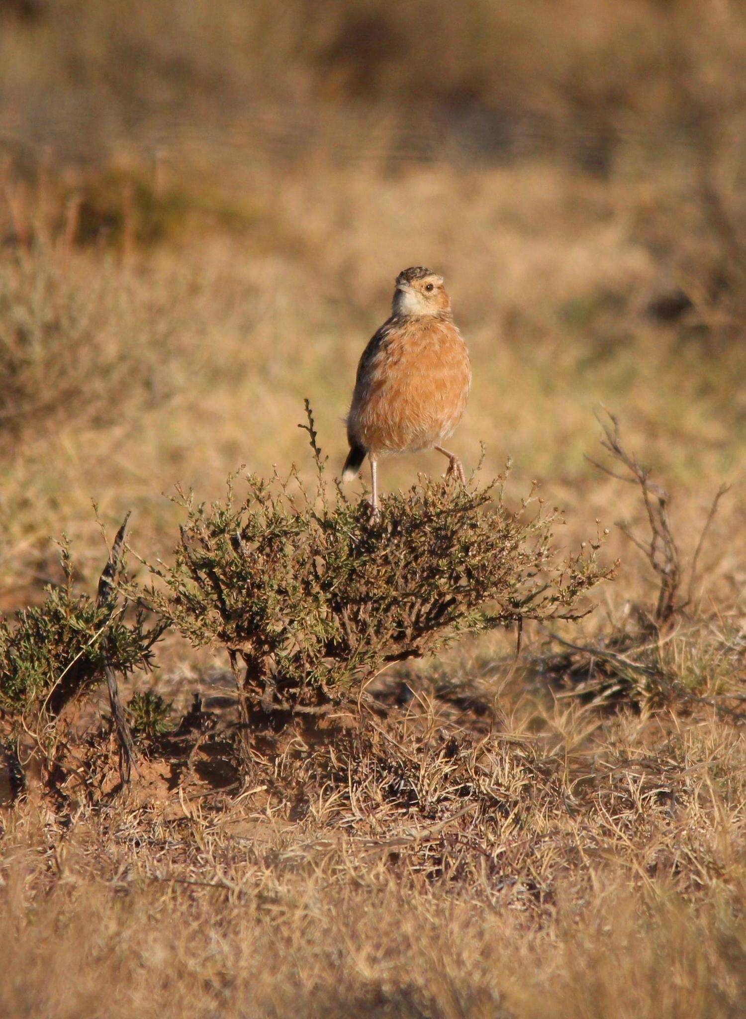 Imagem de Chersomanes albofasciata albofasciata (Lafresnaye 1836)