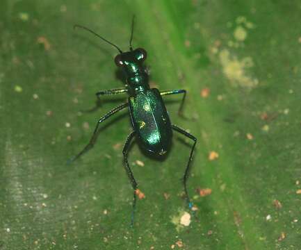 Sivun Cylindera (Verticina) versicolor (W. S. MacLeay 1825) kuva