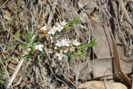 Image of Cyanothamnus nanus