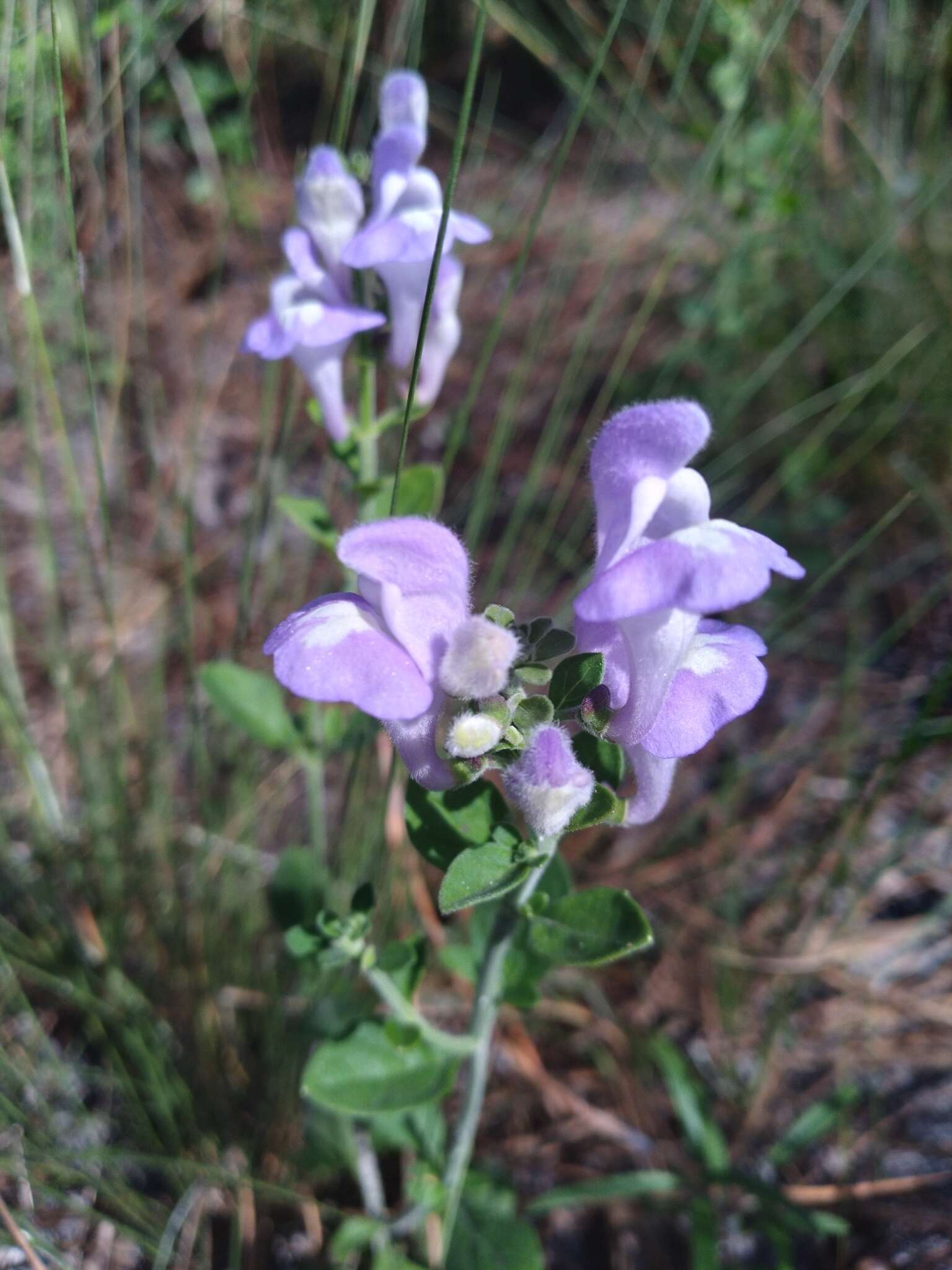 Image de Scutellaria arenicola Small