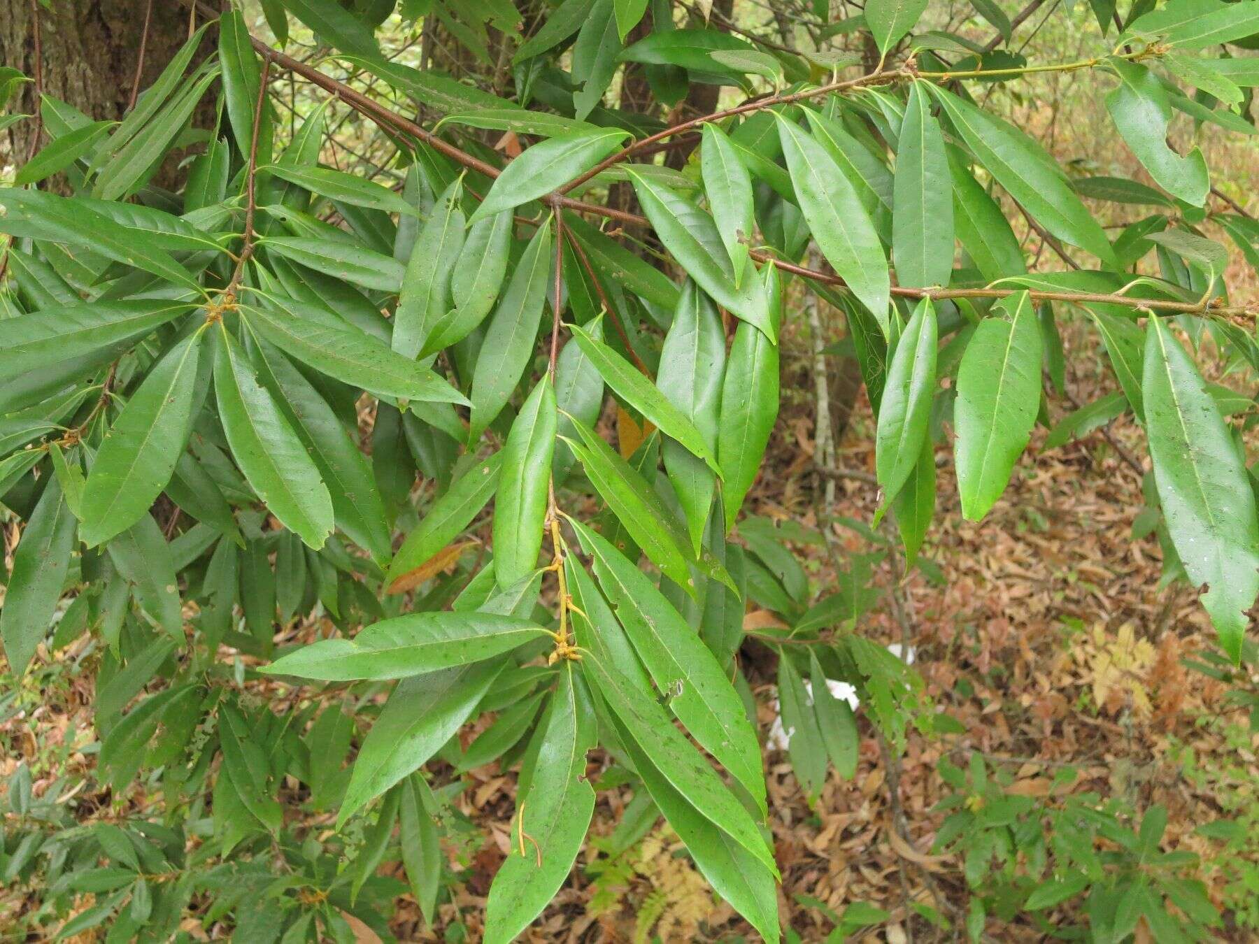 Image de Chrysolepis chrysophylla var. chrysophylla