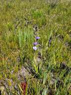 Image de Aristea cuspidata Schinz