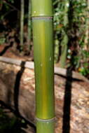 Image of yellow grove bamboo