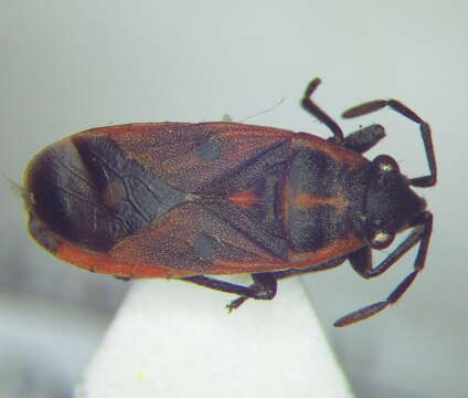 صورة Melanocoryphus tristrami (Douglas, J. W. & J. Scott 1868)