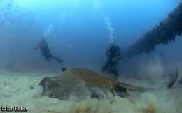 Image of Broad cowtail ray