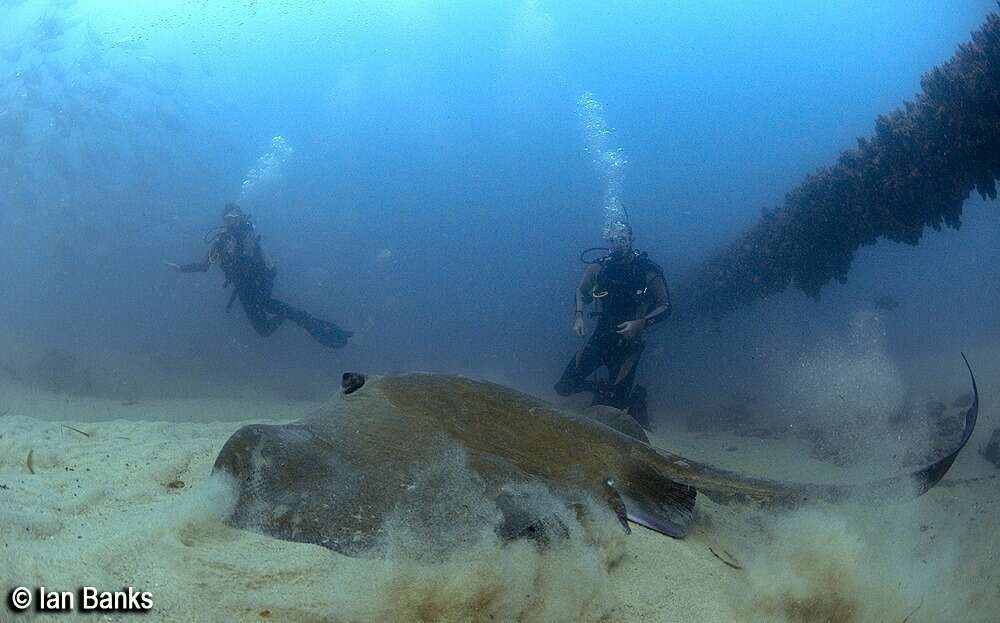 Image of Broad cowtail ray