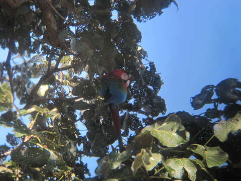 Image of Red-and-green Macaw