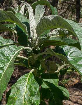 Image of Red bitter apple