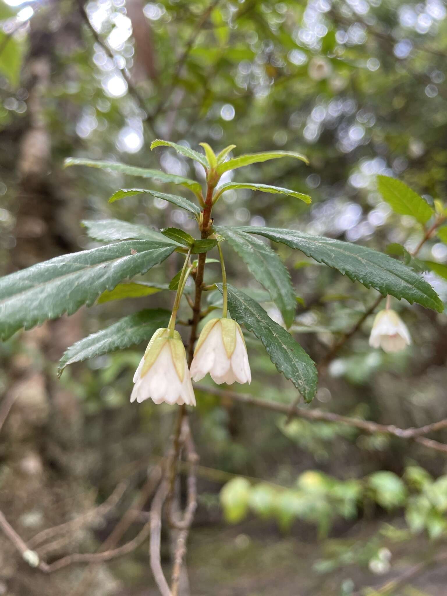 Image of Aristotelia peduncularis (Labill.) J. D. Hook.