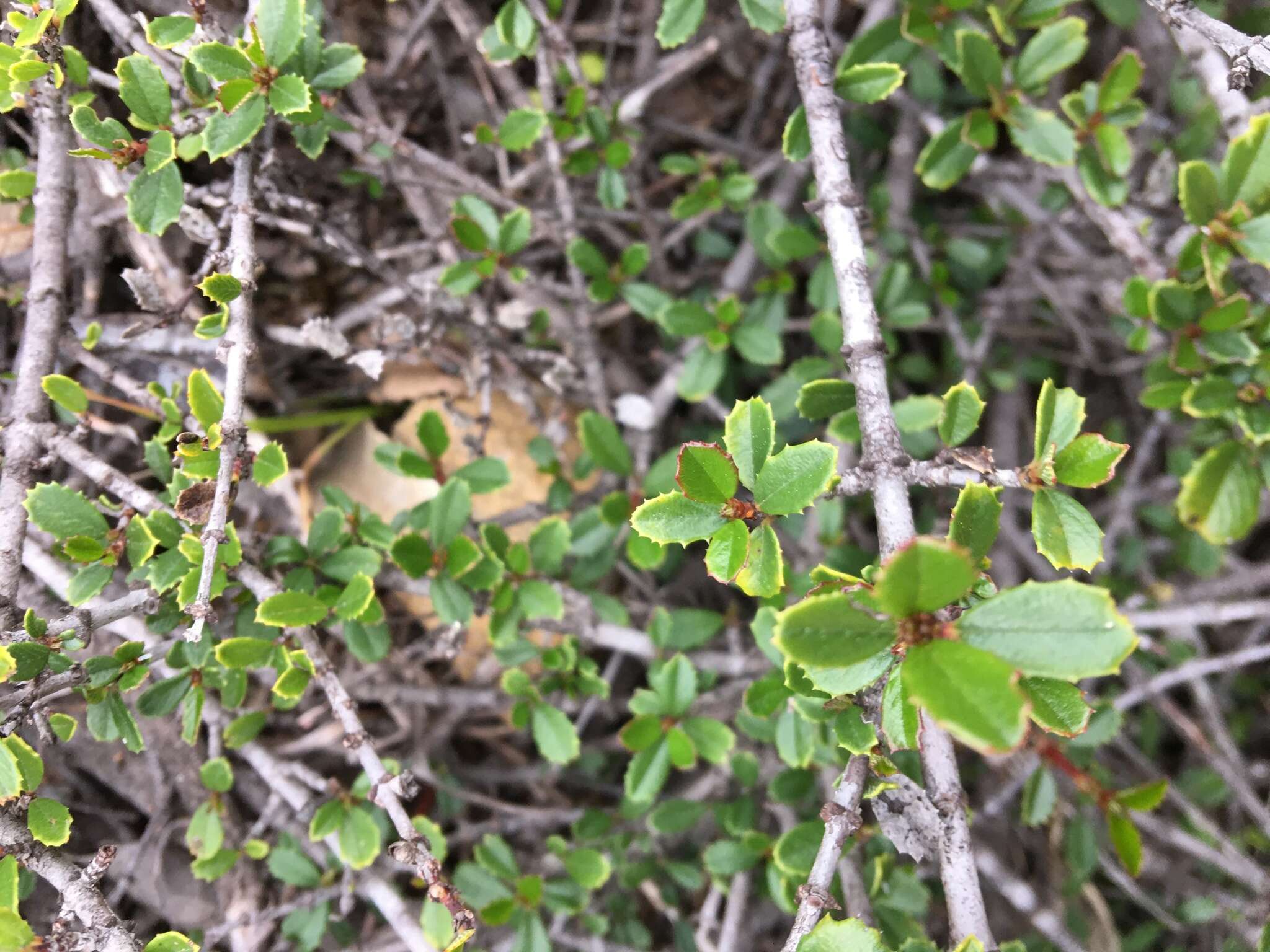 Image of Mt. Vision ceanothus