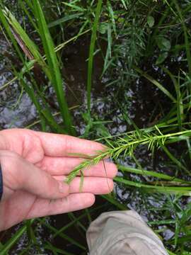 Image of three-way sedge