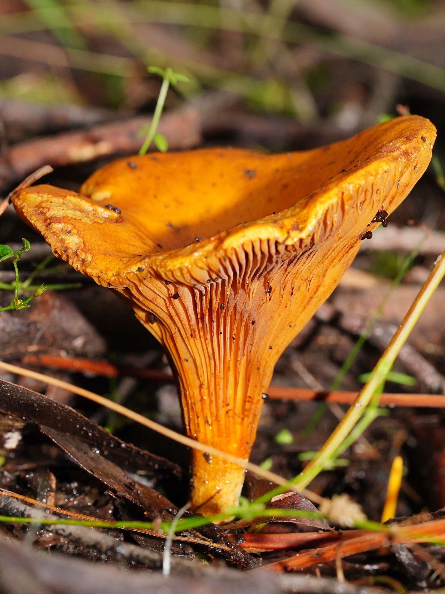 Image of Austropaxillus infundibuliformis (Cleland) Bresinsky & Jarosch 1999