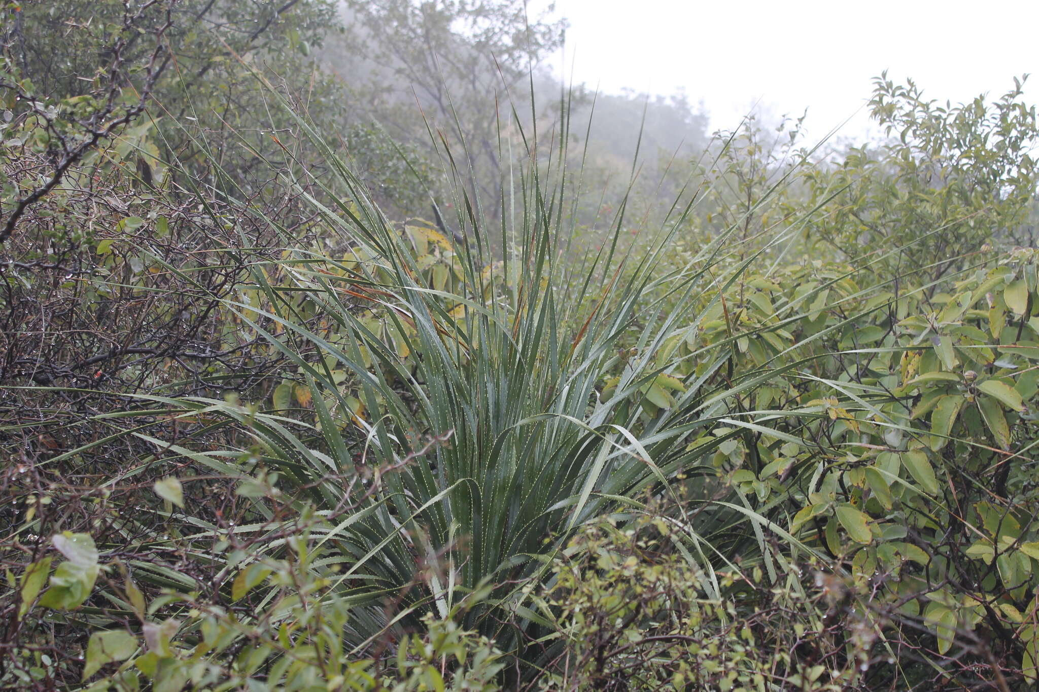 Image of Dasylirion berlandieri S. Watson