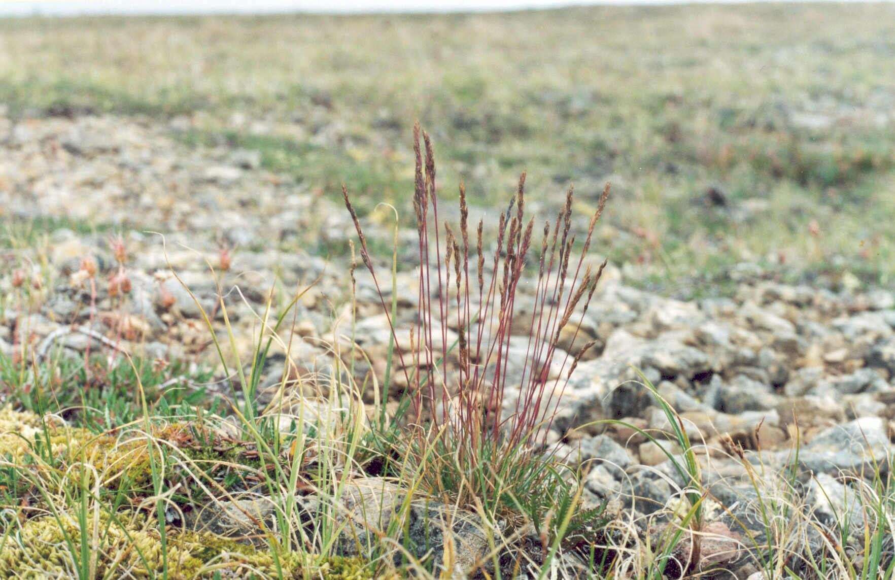 Image of alpine fescue