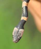 Image of Oriental Odd-tooth Snake