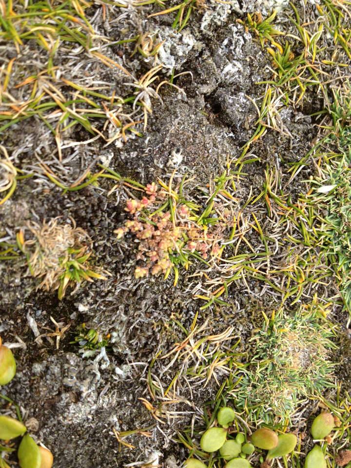 Image of Siberian pygmyweed