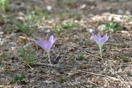 Image of Colchicum haynaldii Heuff.