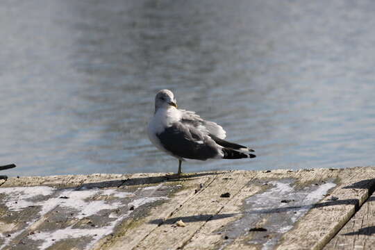 Image de Larus canus kamtschatschensis Bonaparte 1857