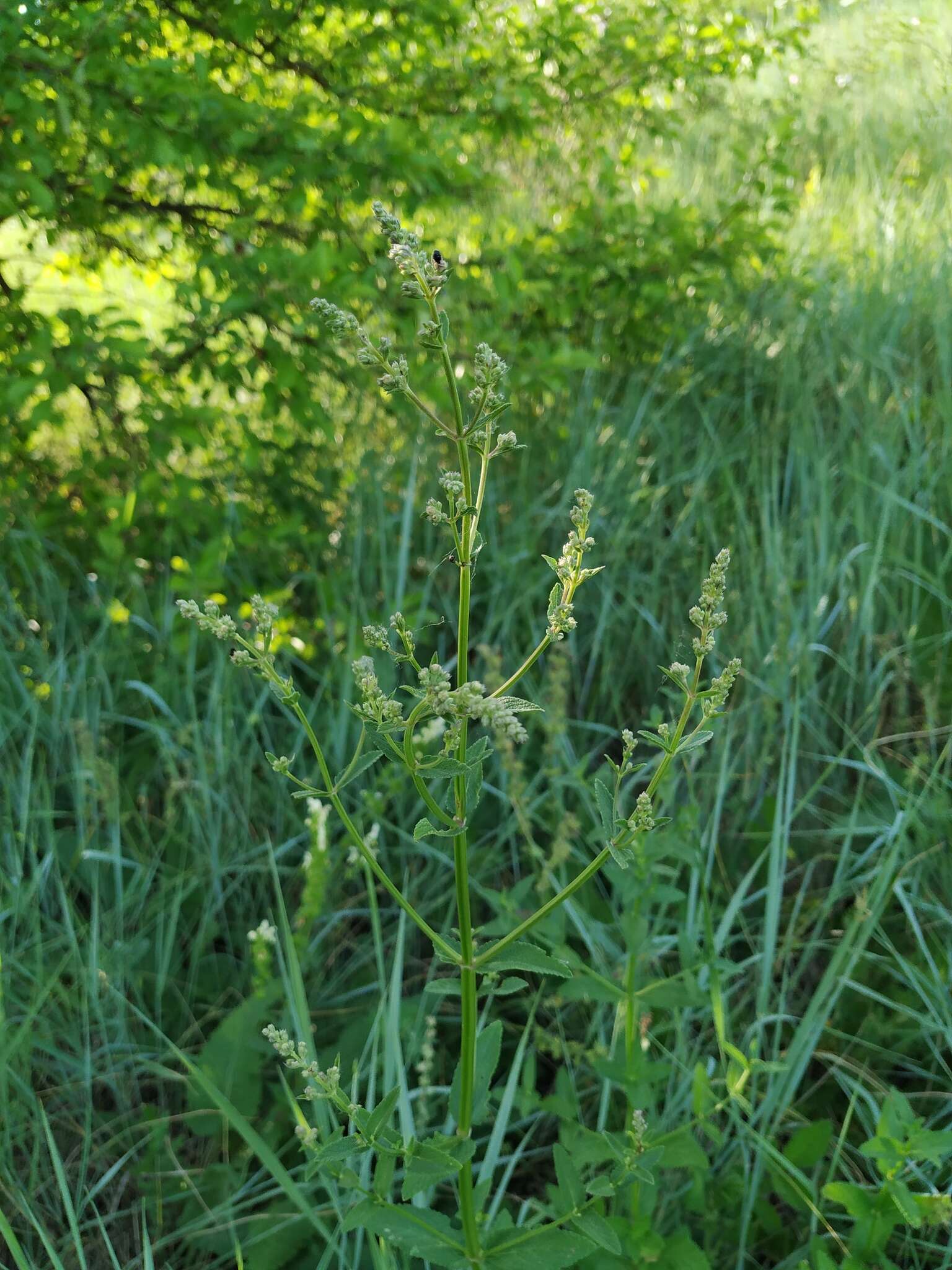 Image of Nepeta nuda L.