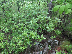 Image de Rhododendron mucronulatum Turcz.