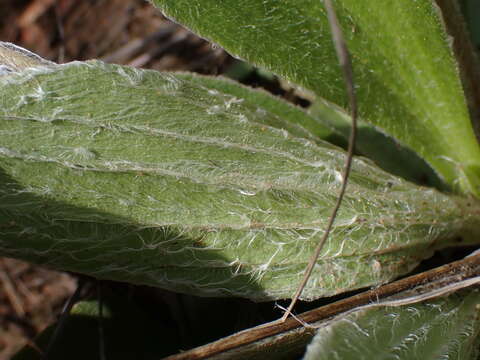 Image of Plantago tomentosa Lam.