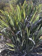 Image of Strelitzia reginae subsp. reginae