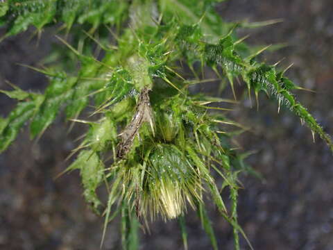 Image of Cirsium ferum