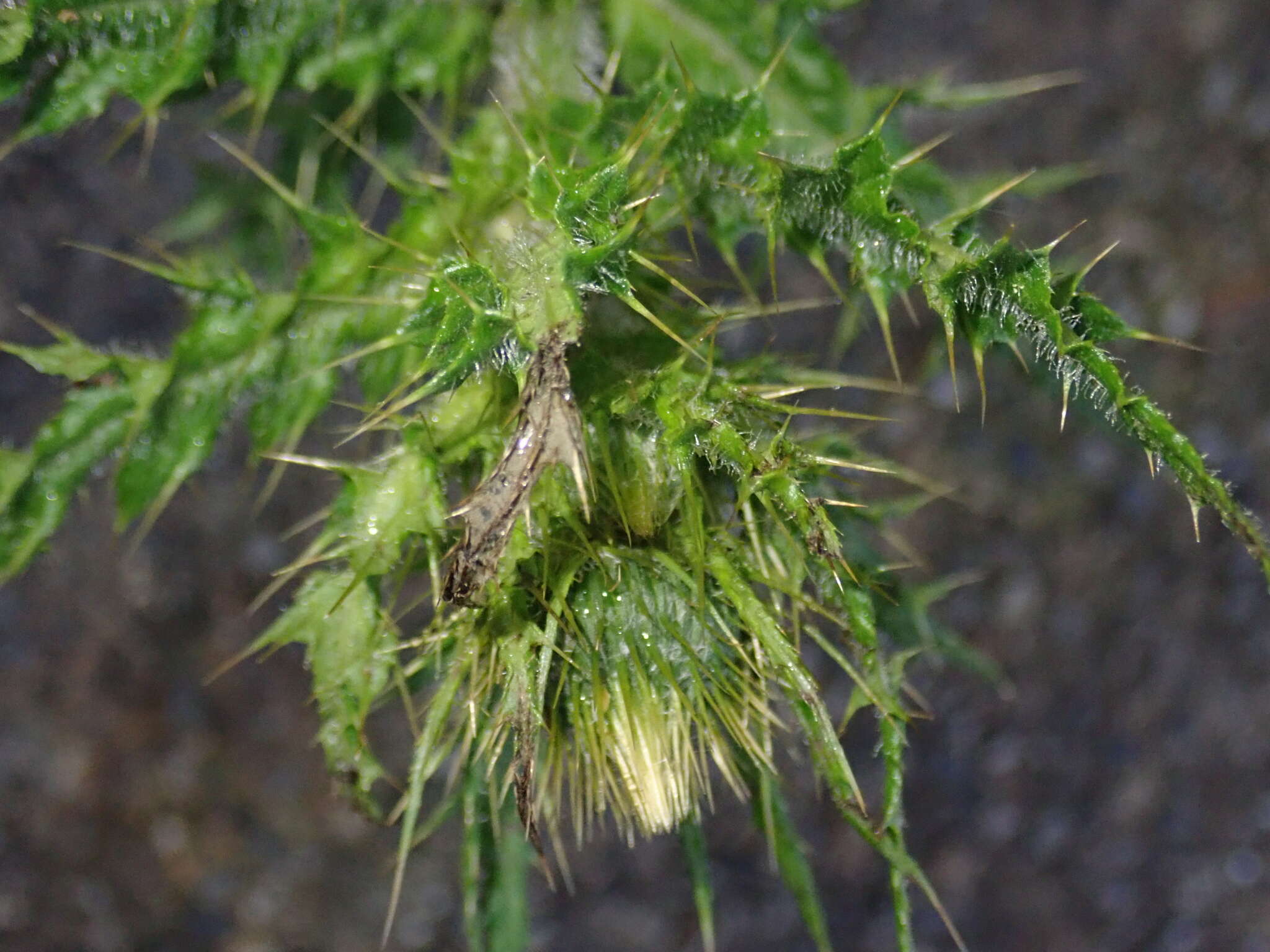 Imagem de Cirsium ferum