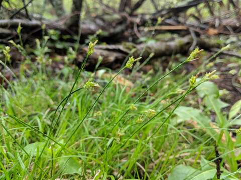 Image of Peck's sedge