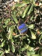 Image of Arizona Hairstreak