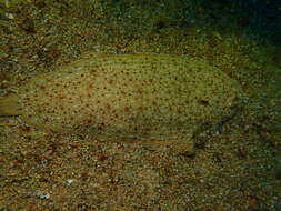 صورة Synapturichthys