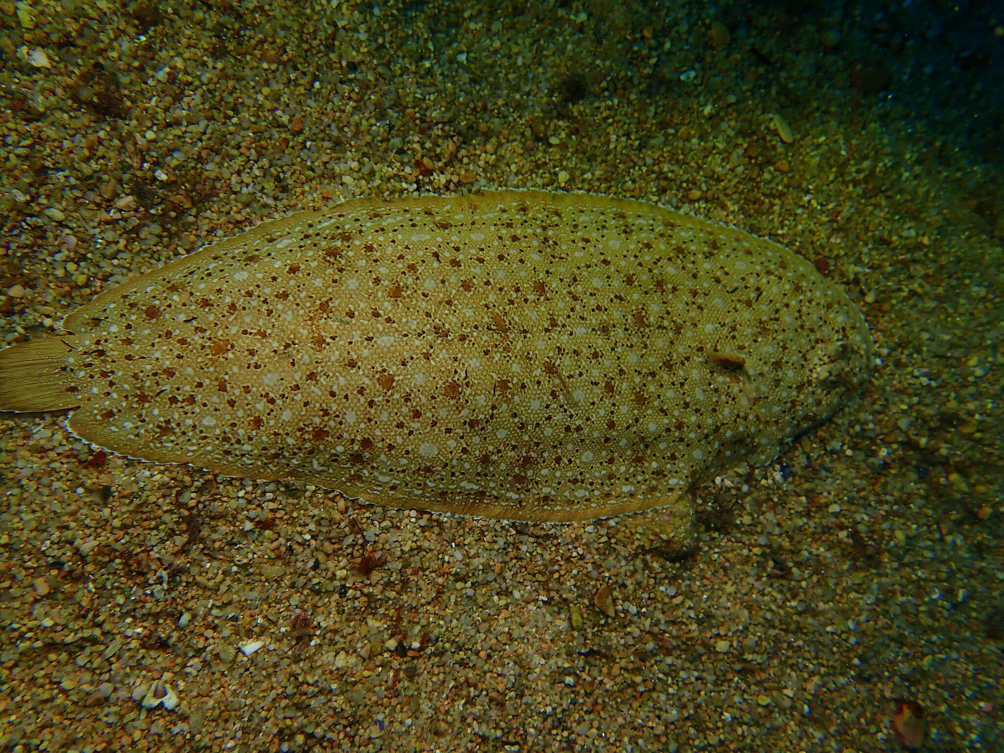 Image of Synapturichthys