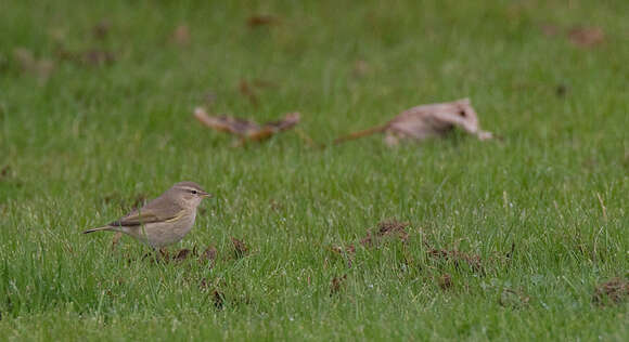 Image of Siberian Chiffchaff