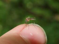 Imagem de Aedes canadensis canadensis