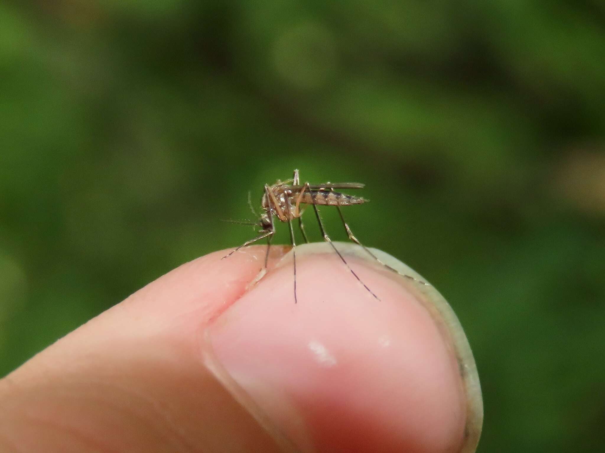 Image of Aedes canadensis canadensis